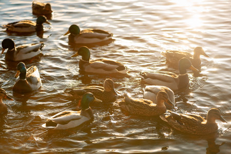Flock of wild ducks swimming in water in sunny day