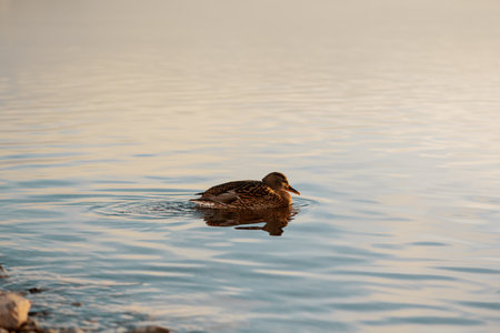 Mallard swimming in the river. wild duck resting in waterの写真素材