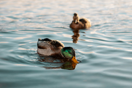 Drake mallard drifting about water and looking for food. Wild duck filtering and straining water surface with beakの写真素材