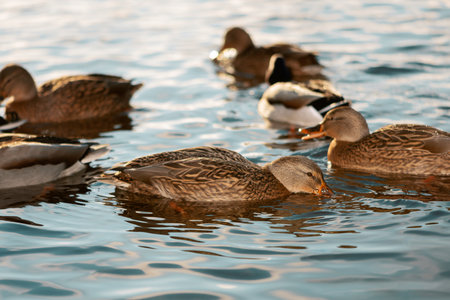 Hungry female mallard filtering water with beak and finding food, side view