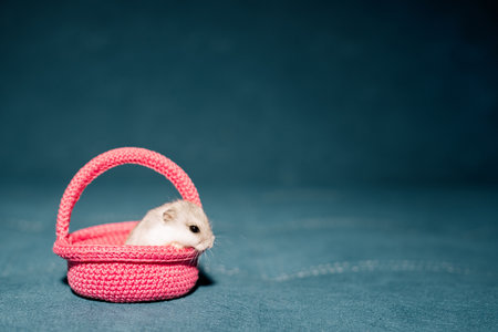 Cute hamster sitting in a pink knitted basket at homeの写真素材