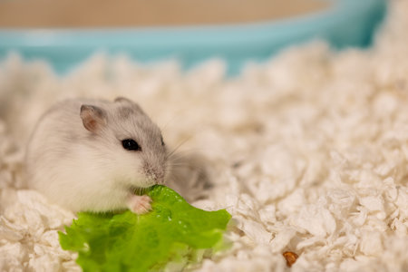 Hungry hamster eating lettuce in cageの写真素材