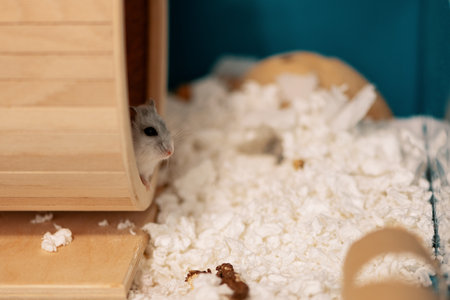 Hamster sitting in running wheel in cageの写真素材