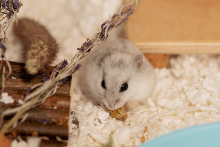 Hamster eating marigold in cageの写真素材