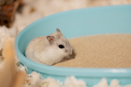 Hamster sitting on bathing sand, side viewの写真素材