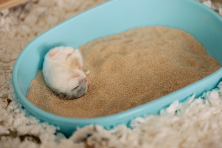 Hamster lying on back on sand in bathtub and cleaning furの写真素材