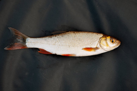 Medium fish lying on black tarpaulin outdoorsの写真素材