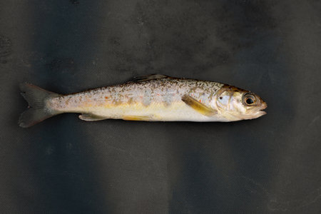 Trout fingering lying on black tarpaulin. Juvenile brown trout outdoors