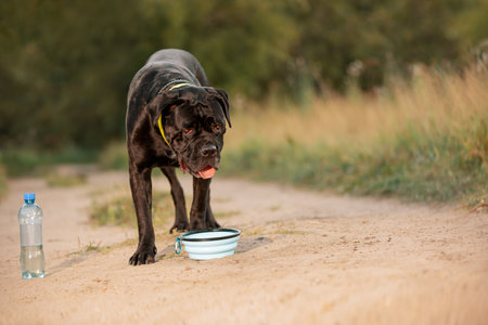 Hungry thirsty dog standing next to travel pet bowl on country roadの写真素材