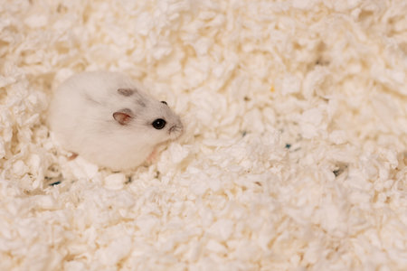 Hamster standing on paper shavings and looking away, top viewの写真素材