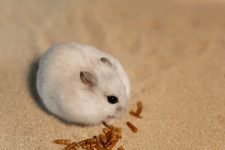 Hungry hamster eating handful of mealworm on bathing sand, side viewの写真素材