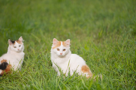 Cute kitten sitting in grass and looking at cameraの写真素材