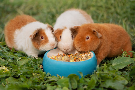 Three guinea pigs standing next to bowl dry food, front viewの写真素材