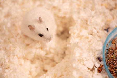Happy hamster standing on paper savings and looking at blue bowl with seeds, top viewの写真素材