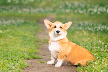 Dog sitting on a path in the park and looking at the cameraの写真素材