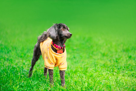 Senior small dog in yellow sweatshirt and collar with a bone tag standing on the grass and looking away. Old pet in animal clothes and pink collar is in outdoorsの写真素材