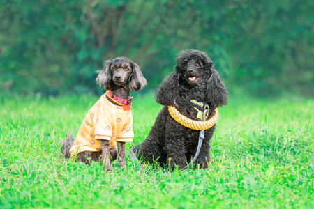 Two pets are sitting on the grass and looking at camera. Female dog in orange sweatshirt and male...