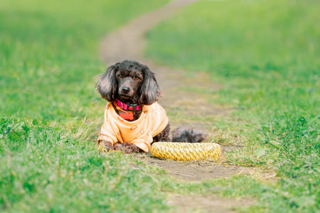 Small dog with long floppy ears in orange sweatshirt and pink collar with a bone tag is lying next to a yellow puller toy on the pathの写真素材