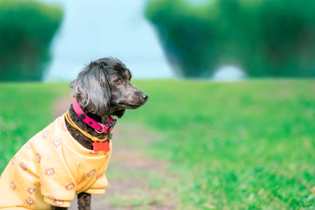 Dog with long floppy ears in sweatshirt and pink collar with a red bone tag is sitting on a path in park, side viewの写真素材