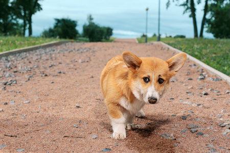 Red corgi with its dirty nose standing on a gravel path in parkの写真素材