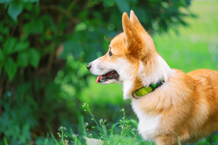 Dog of breed of Pembroke Welsh Corgi with its tongue out is standing against the background of tree branches, close-up portraitの写真素材