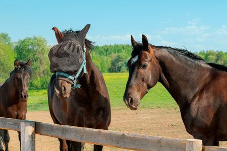 Three horses are standing in a pasture near a wooden fence on a summer day, close-upの写真素材