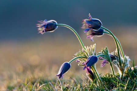 Flowers in sunset - pulsatillaの写真素材
