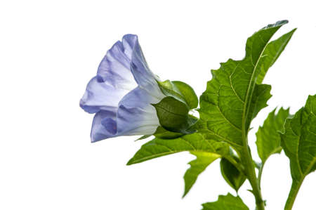 Purple flower isolated on white backgroundの写真素材