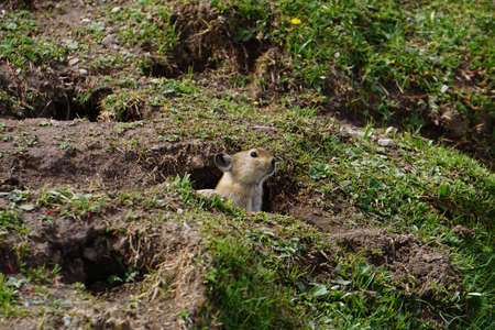 Hamsterの写真素材