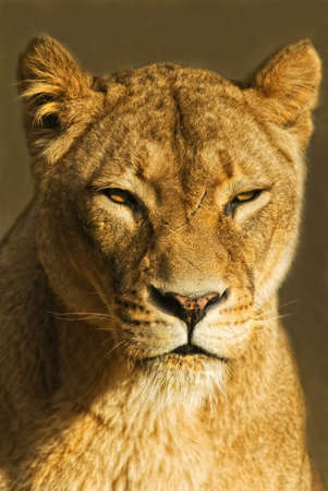 female Lion (panthera leo)の写真素材
