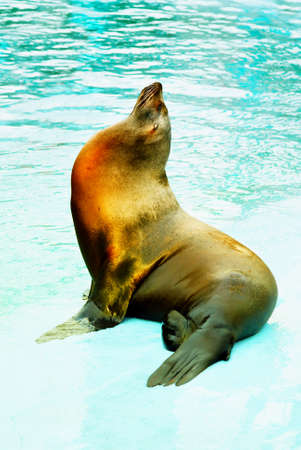 sea lion (Otarriinae) sunbathing