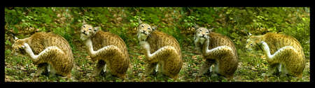 european lynx, scratching himself, serial shotの写真素材