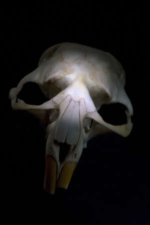 Rat skull in front of a black backgroundの写真素材