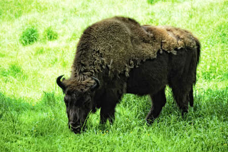 
european Wisent  (Bison bonasus) on a meadow, grazingの写真素材