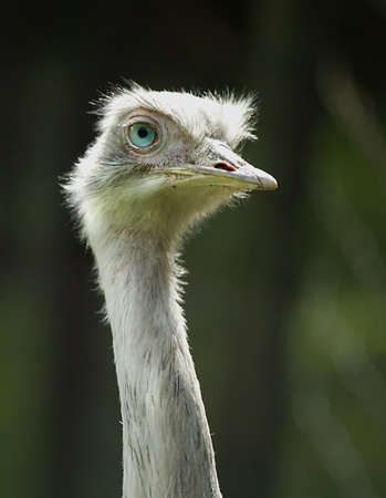 
Portrait of a Rhea (Rhea americana)の写真素材