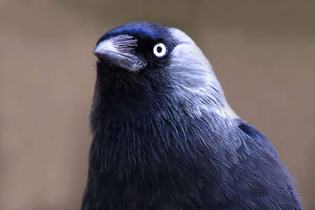 
Jackdaw (Corvus monedula) in front of a dark backgroundの写真素材