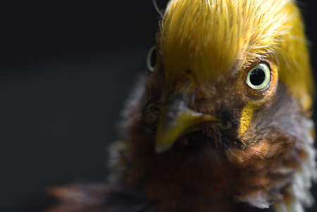 
close-up of a Golden Pheasant (Chrysolophus pictus)の写真素材