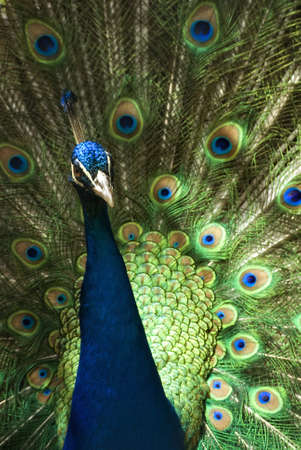 
a Male Blue Peafow (Pavo cristatus)の写真素材