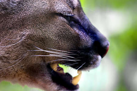 
Puma (Puma concolor)

の写真素材