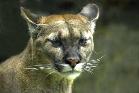 Portrait of a female cougar (Puma concolor)