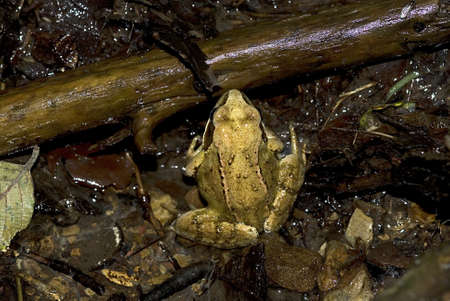 

Common brown frog, sitting in a brook, effectively disguisedの写真素材