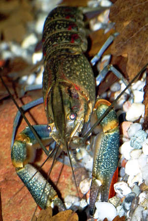 Portrait of an adult Yabbi (cherax destructor)
の写真素材