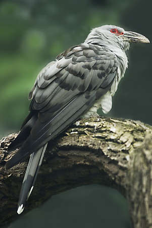 
Channel-billed cuckoo (Scythrops novaehollandiae) on a branch  の写真素材