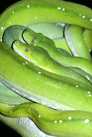 
two green tree pythons, together on a branch の写真素材