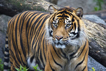 Tiger (Panthera tigris) standing and looking attentive