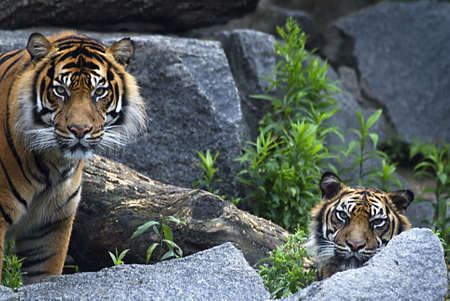 two tigers between rocksの写真素材