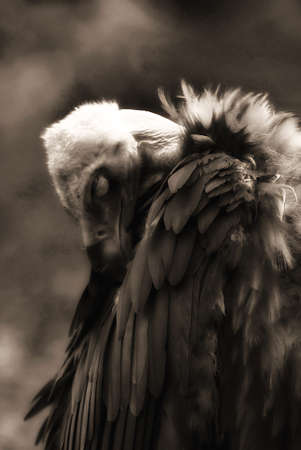 
Cinereous Vulture (Aegypius monachus) sleepingの写真素材
