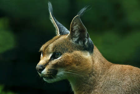 
portrait of a Caracal, sidefaced in front of a dark green backgroundの写真素材