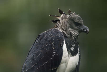 
Portrait if a Harpy Eagle (Harpia harpyja)の写真素材