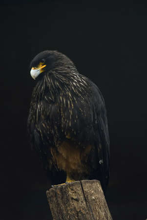 
Striated Caracara (Phalcoboenus australis) on a postの写真素材